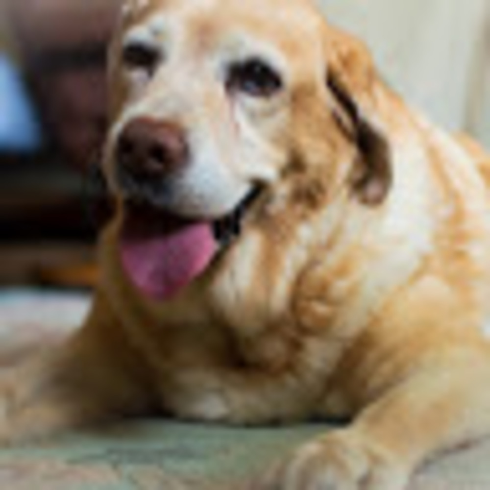 Meet your Posher, Mai